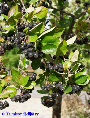 Aronia Prunifolia-Ryhmä, marja-aronia